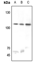 1 - Anti-USP11 Antibody AP59737