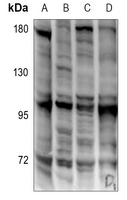 1 - Anti-EOMES Antibody AP59738