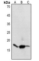 1 - Anti-Histone H3 (Acetyl-K9) Antibody AP59739
