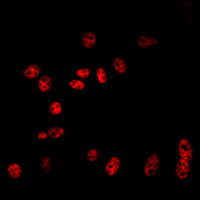 3 - Anti-Cullin 2 Antibody AP59741