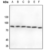 1 - Anti-Cullin 2 Antibody AP59741