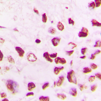 19 - Anti-Cullin 1 Antibody [KO/KD Validated] AP59742