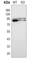 0 - Anti-Cullin 1 Antibody [KO/KD Validated] AP59742