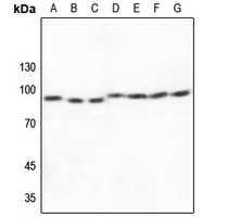 1 - Anti-Cullin 1 Antibody [KO/KD Validated] AP59742