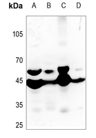 1 - Anti-MMP23 Antibody AP59744
