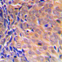 19 - Anti-COPS3 Antibody [KO/KD Validated] AP59746