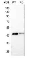 0 - Anti-COPS3 Antibody [KO/KD Validated] AP59746