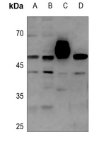 1 - Anti-COPS3 Antibody [KO/KD Validated] AP59746