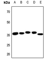 1 - Anti-PRPF18 Antibody AP59747