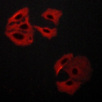 3 - Anti-MADD Antibody AP59748