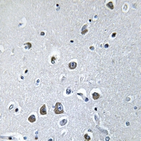 19 - Anti-EIF3F Antibody AP59749