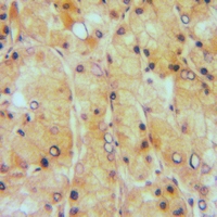 19 - Anti-EDG6 Antibody AP59750