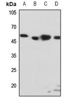 1 - Anti-EDG6 Antibody AP59750