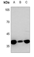 1 - Anti-B3GALT1 Antibody AP59751