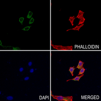 3 - Anti-MRP3 Antibody AP59752
