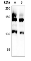 1 - Anti-MRP3 Antibody AP59752
