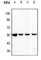 1 - Anti-DR3 Antibody AP59753