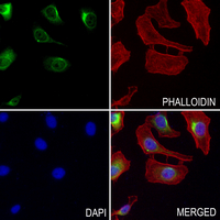 3 - Anti-SNX4 Antibody AP59754