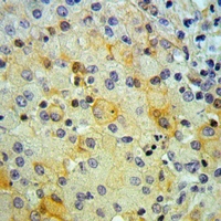 19 - Anti-SNX4 Antibody AP59754