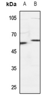 1 - Anti-SNX4 Antibody AP59754