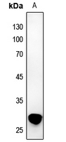 1 - Anti-TWEAK Antibody AP59755