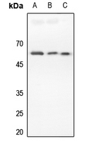 1 - Anti-DR4 Antibody AP59756
