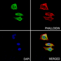 3 - Anti-CES2 Antibody AP59757
