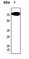 1 - Anti-CES2 Antibody AP59757