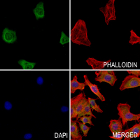 3 - Anti-Neuropilin 1 Antibody AP59758