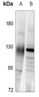 1 - Anti-Neuropilin 1 Antibody AP59758