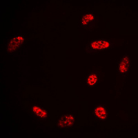 3 - Anti-Histone Deacetylase 3 Antibody AP59760