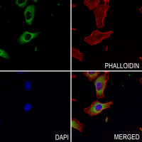 3 - Anti-RAB7L1 Antibody AP59762