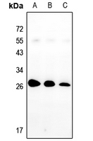 1 - Anti-Nop30 Antibody AP59763