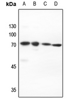 1 - Anti-PIAS2 Antibody AP59765