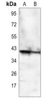 1 - Anti-CD32c Antibody AP59767