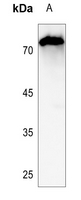 1 - Anti-CNT2 Antibody AP59770