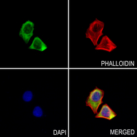 3 - Anti-LZK Antibody AP59771