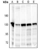 1 - Anti-NOLC1 Antibody AP59773