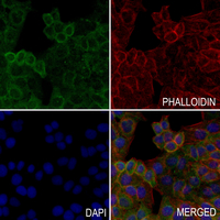 3 - Anti-IL-32 Antibody AP59774