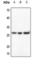 1 - Anti-IL-32 Antibody AP59774