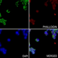 3 - Anti-GPR52 Antibody AP59776