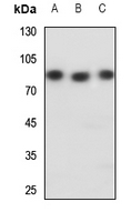 1 - Anti-NFE2L3 Antibody AP59779