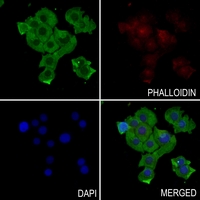 3 - Anti-ARHGEF10 Antibody AP59781