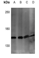 1 - Anti-ARHGEF10 Antibody AP59781