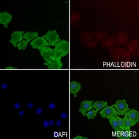 3 - Anti-TOM20 Antibody AP59783