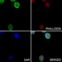 3 - Anti-G3BP2 Antibody AP59784