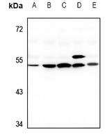 1 - Anti-G3BP2 Antibody AP59784