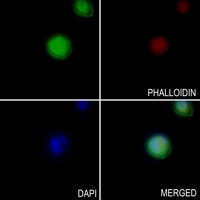 3 - Anti-ENDOGL1 Antibody AP59785