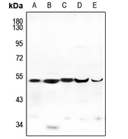 1 - Anti-ENDOGL1 Antibody AP59785