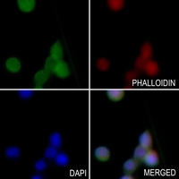 3 - Anti-BIM Antibody AP59787